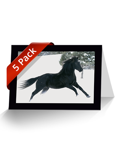 5 Pack Horse Greeting Cards